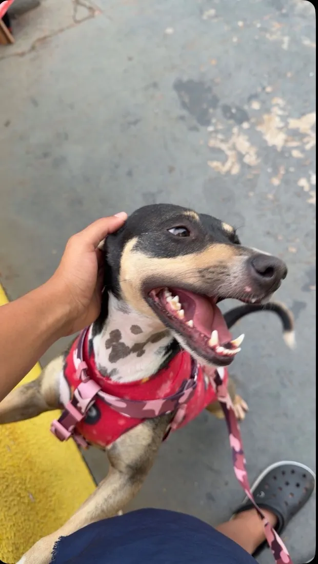 Cachorro raça SRD-ViraLata idade 2 anos nome Shelly