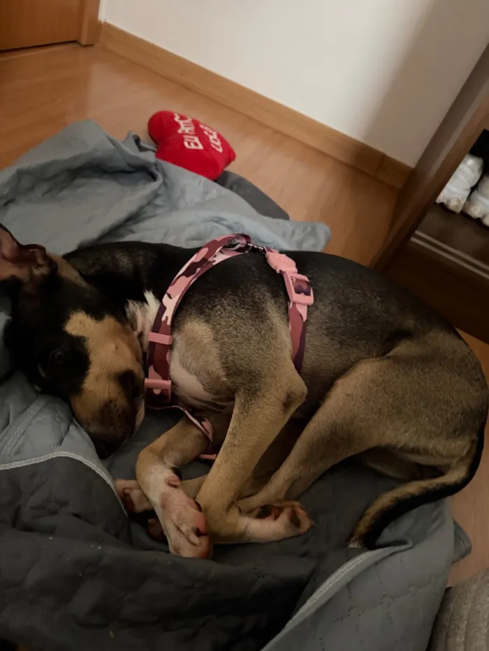 Cachorro raça SRD-ViraLata idade 2 anos nome Shelly