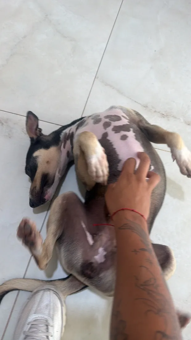 Cachorro raça SRD-ViraLata idade 2 anos nome Shelly