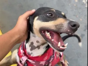 Cachorro raça SRD-ViraLata idade 2 anos nome Shelly