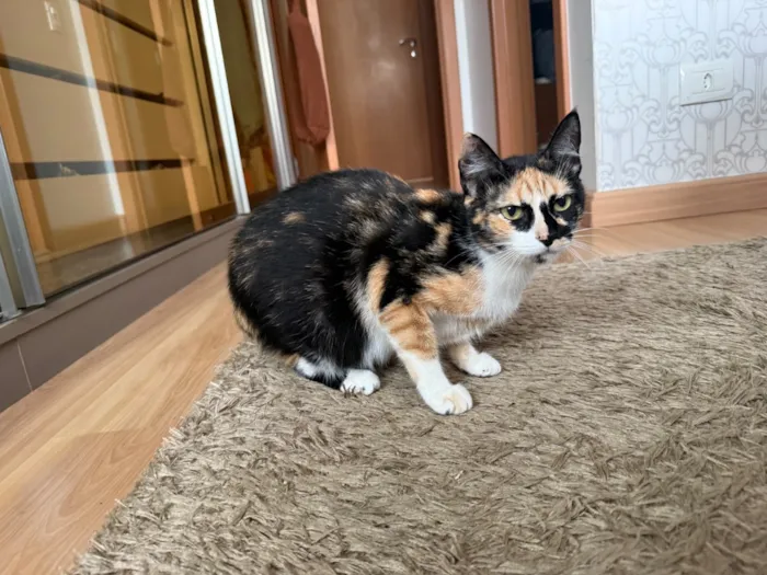 Gato raça SRD-ViraLata idade 1 ano nome Juju