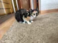 Juju