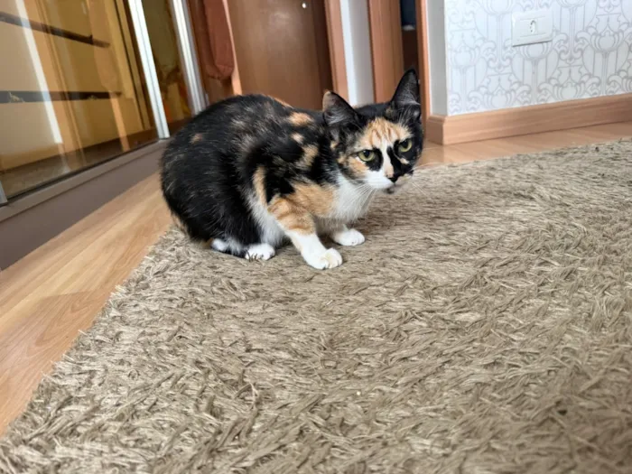 Gato raça SRD-ViraLata idade 1 ano nome Juju