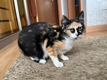 Gato raça SRD-ViraLata idade 1 ano nome Juju