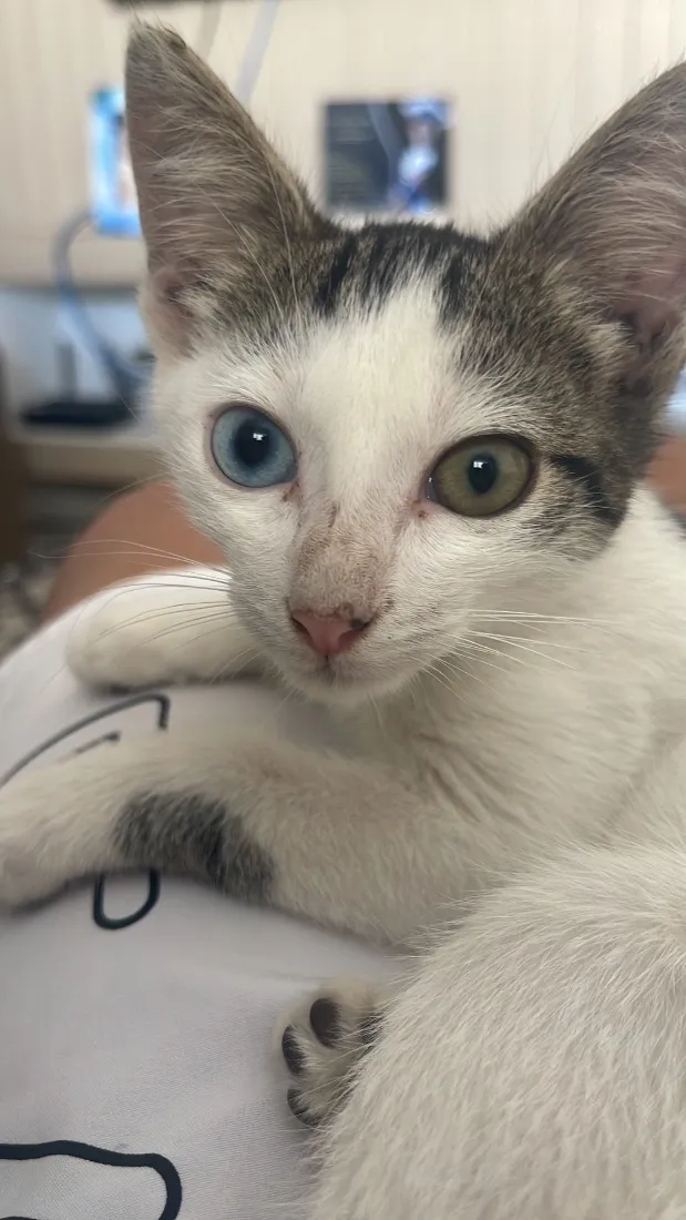 Gato raça SRD-ViraLata idade 2 a 6 meses nome Maya