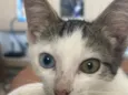 Maya