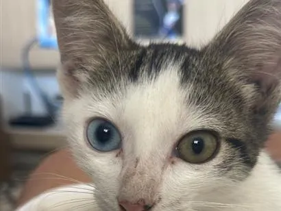 Gato raça SRD-ViraLata idade 2 a 6 meses nome Maya