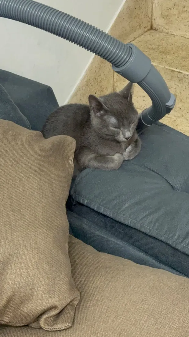 Gato raça SRD-ViraLata idade 2 a 6 meses nome Sombra