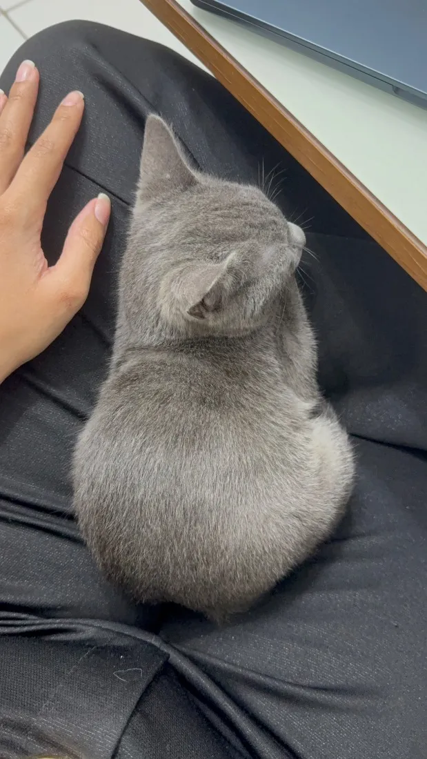 Gato raça SRD-ViraLata idade 2 a 6 meses nome Sombra