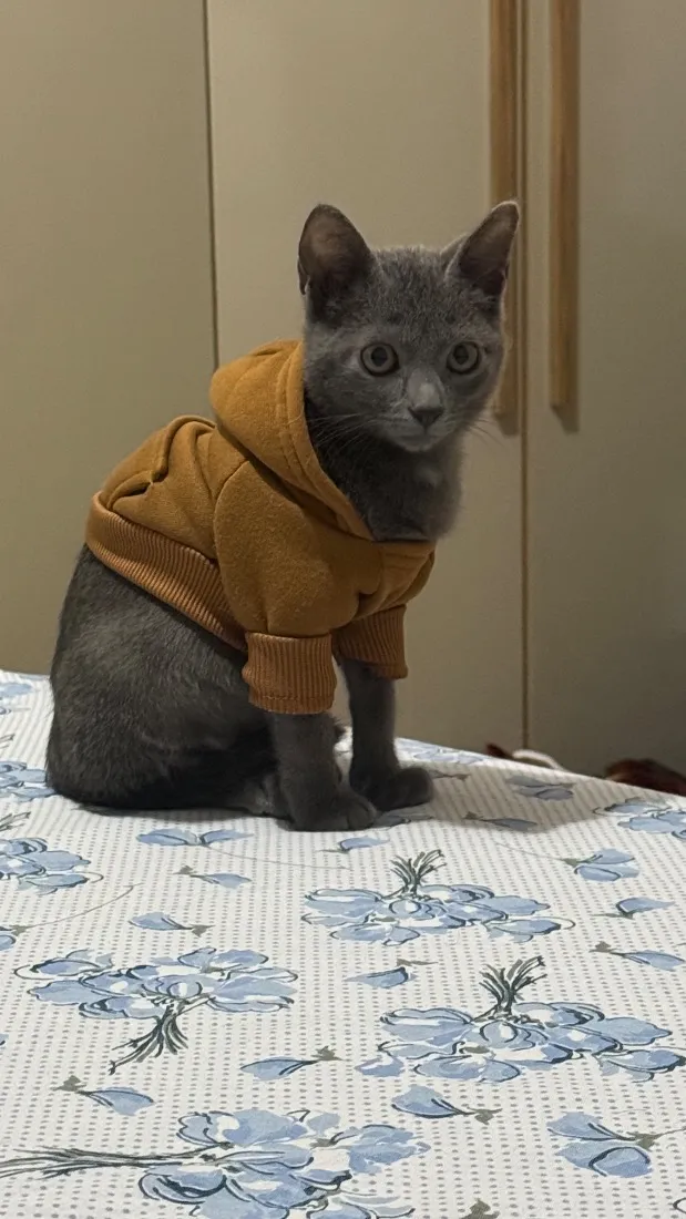 Gato raça SRD-ViraLata idade 2 a 6 meses nome Sombra