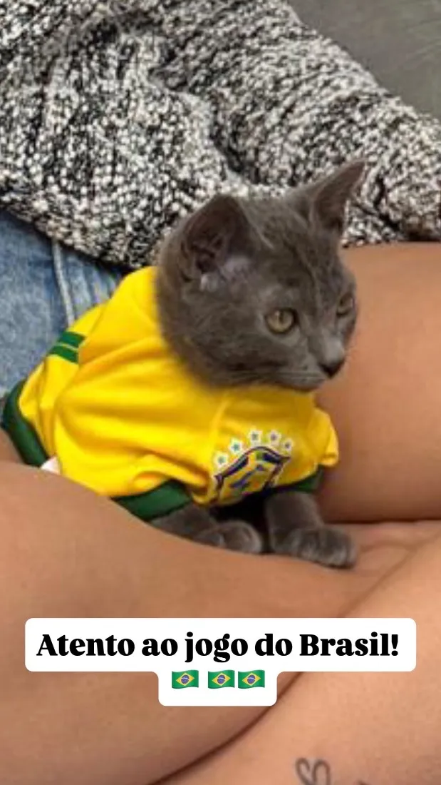 Gato raça SRD-ViraLata idade 2 a 6 meses nome Sombra