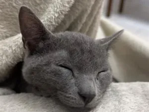 Gato raça SRD-ViraLata idade 2 a 6 meses nome Sombra