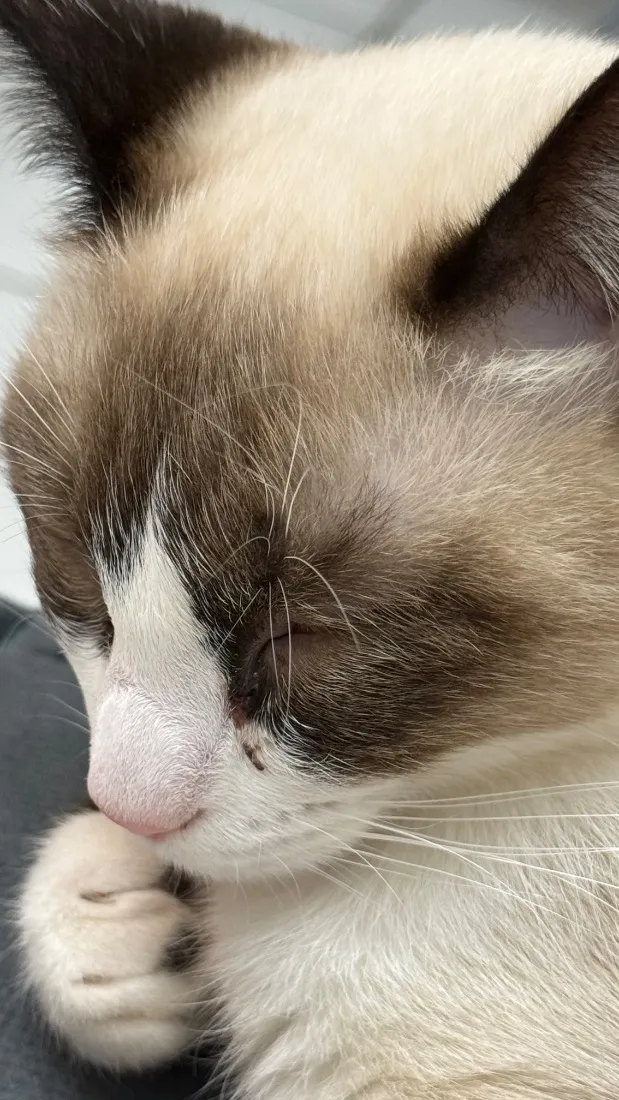 Gato raça Siamês idade 2 a 6 meses nome Jubi