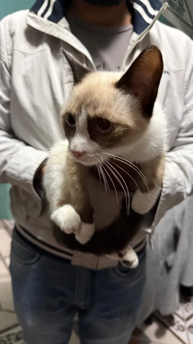 Gato raça Siamês idade 2 a 6 meses nome Jubi
