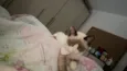 Jubi