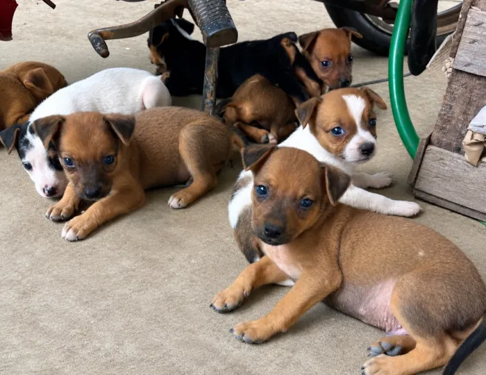 Cachorro raça SRD-ViraLata idade 2 a 6 meses nome Não tem ainda