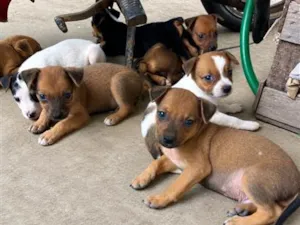 Cachorro raça SRD-ViraLata idade 2 a 6 meses nome Não tem ainda