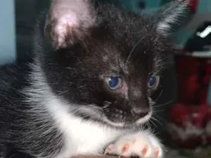 Gato raça SRD-ViraLata idade 2 a 6 meses nome Não tem nomes