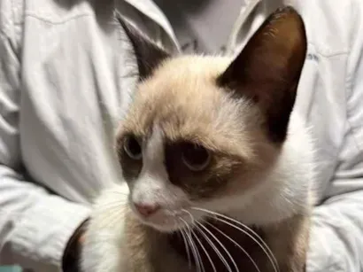 Gato raça Siamês idade 2 a 6 meses nome Jubi