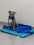 Chiquinho