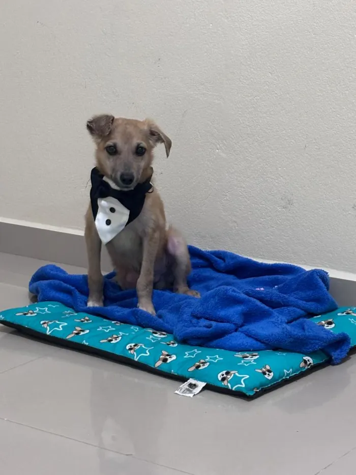 Cachorro raça SRD-ViraLata idade 2 a 6 meses nome Chiquinho