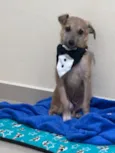 Chiquinho