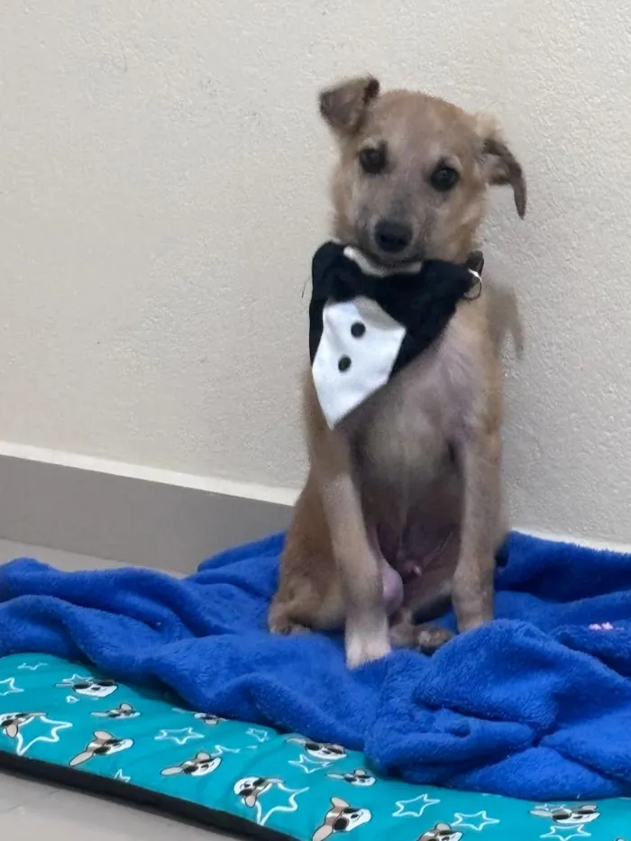 Cachorro raça SRD-ViraLata idade 2 a 6 meses nome Chiquinho