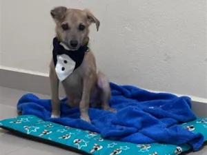 Cachorro raça SRD-ViraLata idade 2 a 6 meses nome Chiquinho
