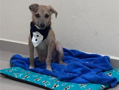 Cachorro raça SRD-ViraLata idade 2 a 6 meses nome Chiquinho