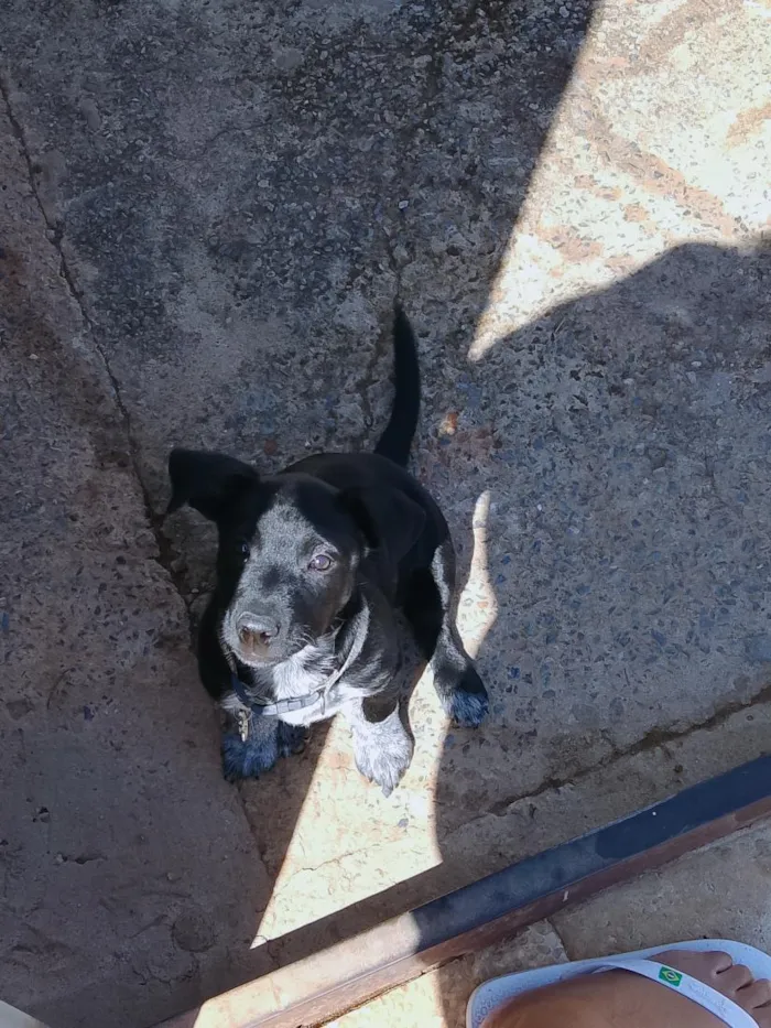 Cachorro raça SRD-ViraLata idade 2 a 6 meses nome Haduki