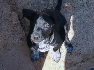 Cachorro raça SRD-ViraLata idade 2 a 6 meses nome Haduki