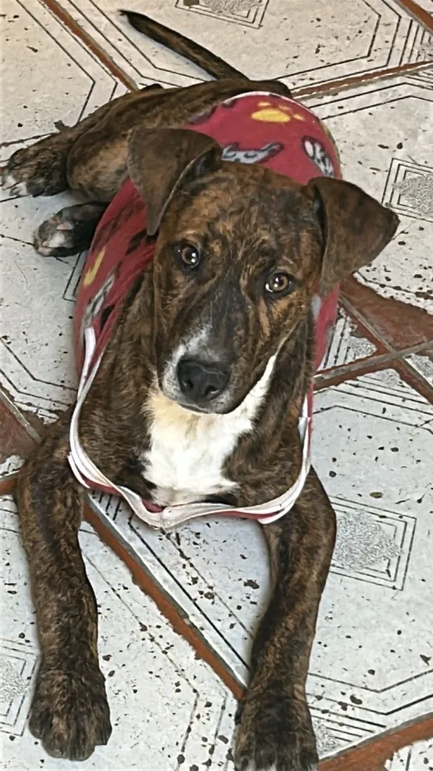 Cachorro raça SRD-ViraLata idade 2 a 6 meses nome Guina