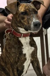 Cachorro raça SRD-ViraLata idade 2 a 6 meses nome Guina