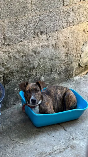Cachorro raça SRD-ViraLata idade 2 a 6 meses nome Guina