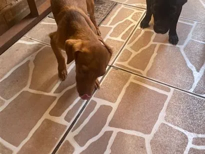 Cachorro raça Pinscher idade 2 a 6 meses nome Sem nomes 