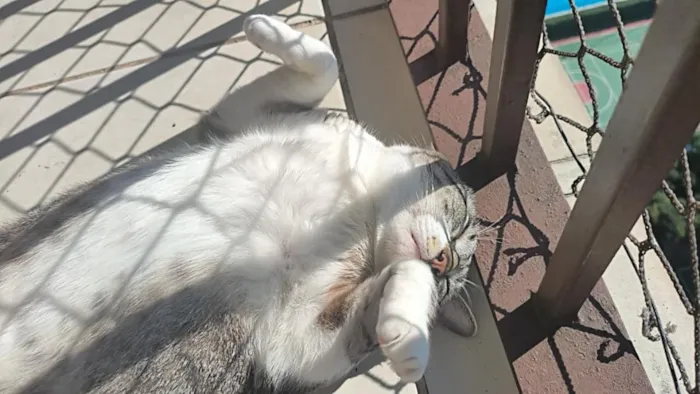 Gato raça SRD-ViraLata idade 2 anos nome Harry