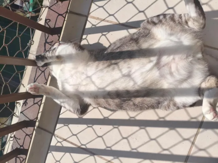 Gato raça SRD-ViraLata idade 2 anos nome Harry