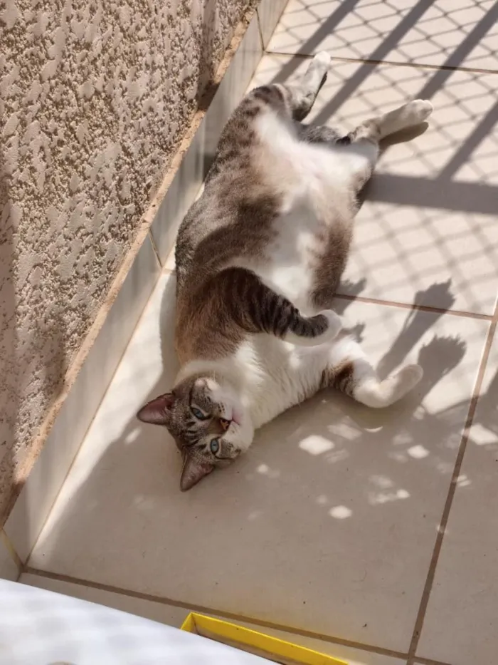 Gato raça SRD-ViraLata idade 2 anos nome Harry