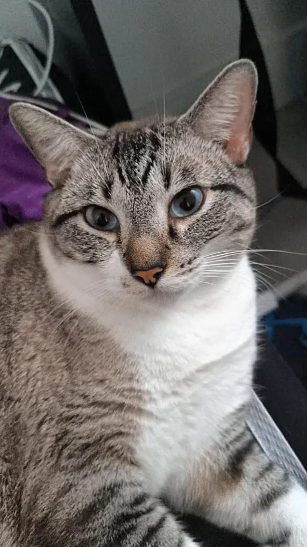 Gato raça SRD-ViraLata idade 2 anos nome Harry