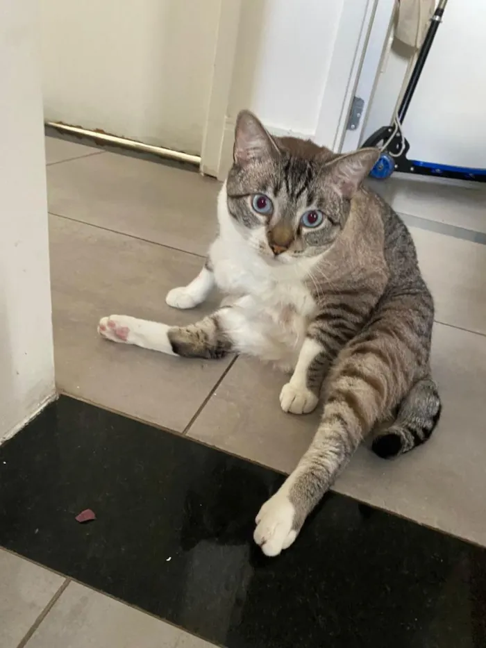 Gato raça SRD-ViraLata idade 2 anos nome Harry