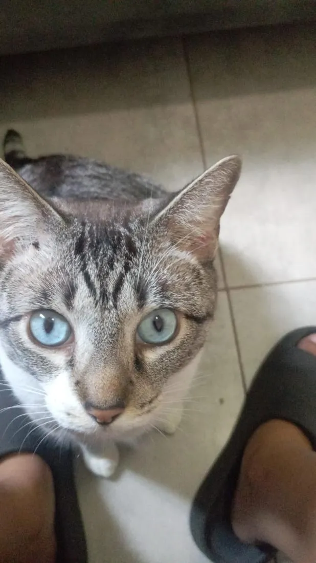 Gato raça SRD-ViraLata idade 2 anos nome Harry