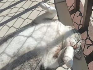 Gato raça SRD-ViraLata idade 2 anos nome Harry