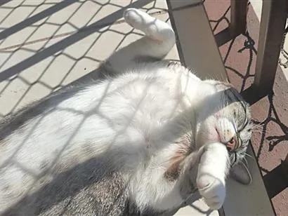 Gato raça SRD-ViraLata idade 2 anos nome Harry