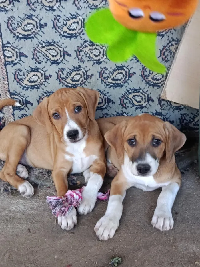 Cachorro raça SRD-ViraLata idade Abaixo de 2 meses nome Mia