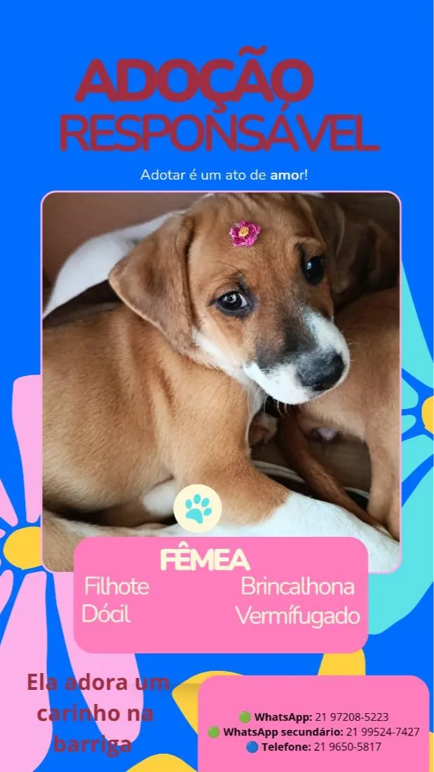 Cachorro raça SRD-ViraLata idade Abaixo de 2 meses nome Mia