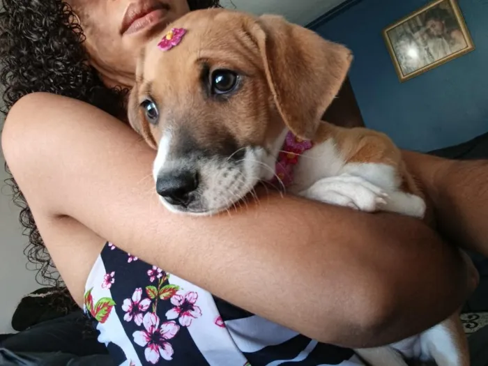 Cachorro raça SRD-ViraLata idade Abaixo de 2 meses nome Mia