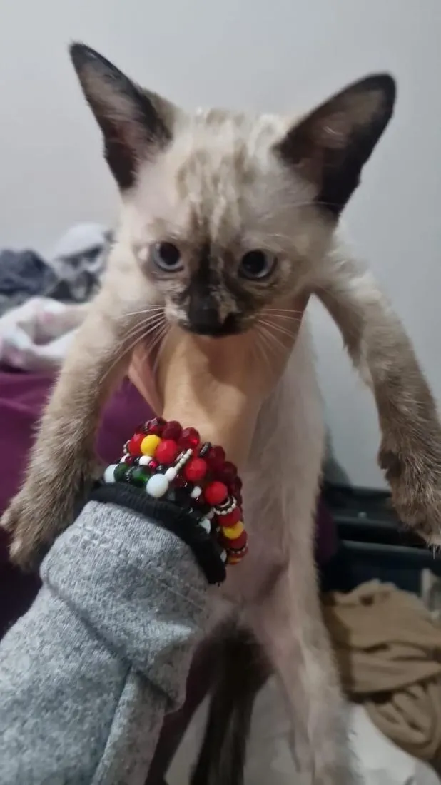 Gato raça Siamês idade 2 a 6 meses nome Kizila