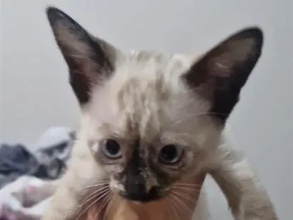 Gato raça Siamês idade 2 a 6 meses nome Kizila