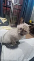 Kizila