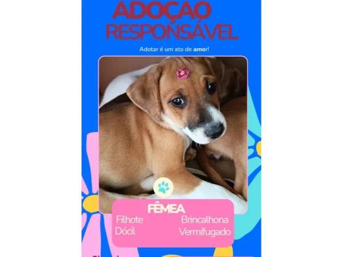 Cachorro raça SRD-ViraLata idade Abaixo de 2 meses nome Mia